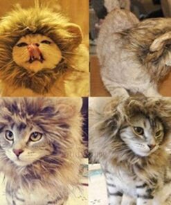 Cat Lion Mane For Sale