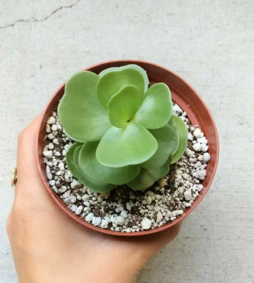 Petal Leaf Succulent