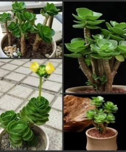 Petal Leaf Succulent