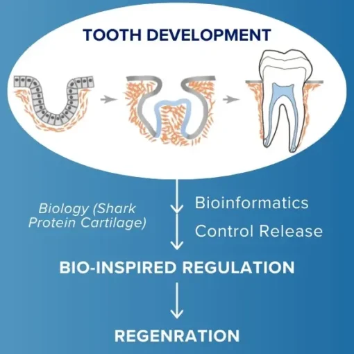 AEXZR™ Shark Cartilage Protein Dental Regrowth Strips - Image 3